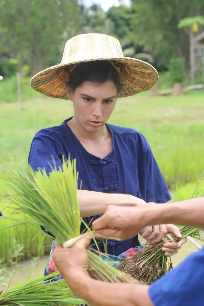 Rice planting & buffalo bathing / ดำนาและอาบน้ำควาย