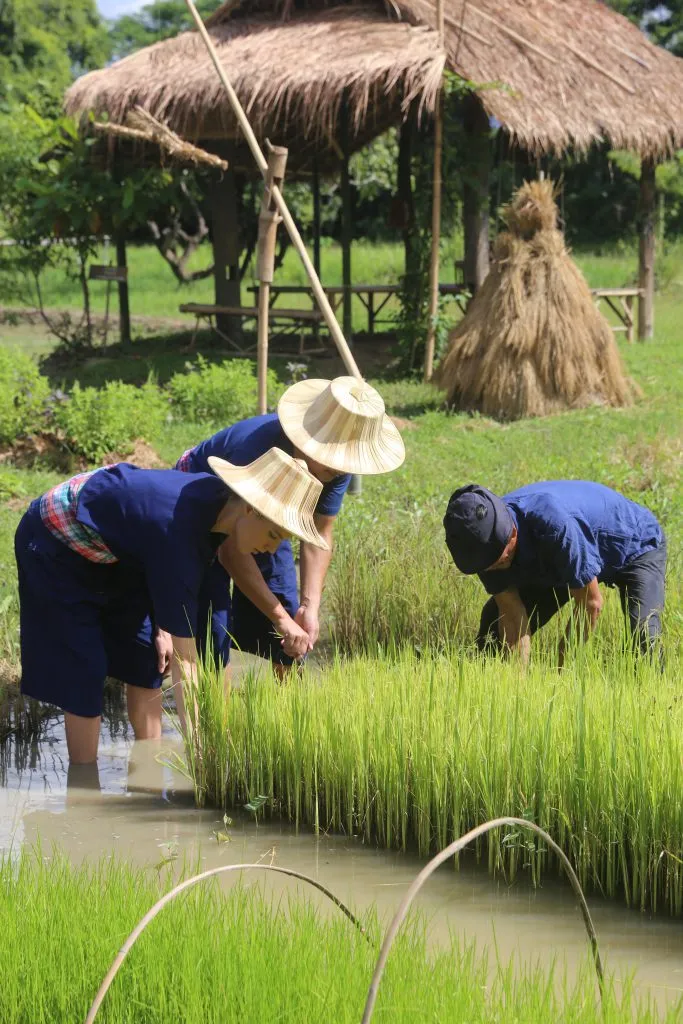 Rice planting & buffalo bathing / ดำนาและอาบน้ำควาย
