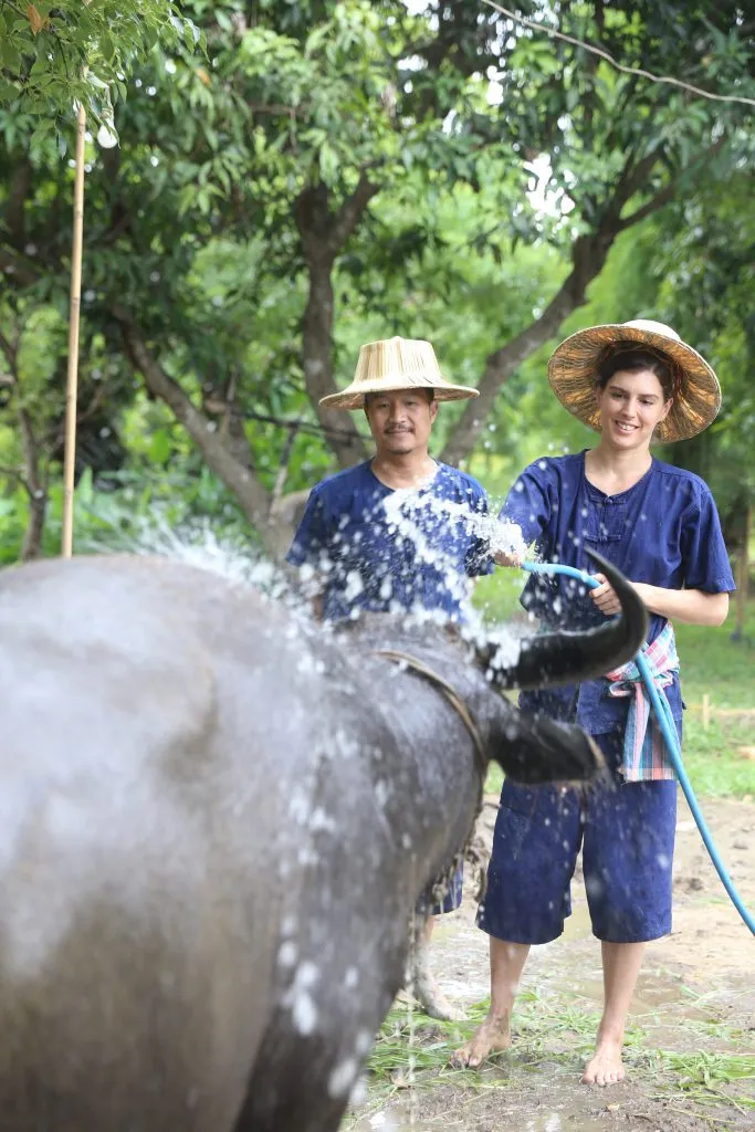 Rice planting & buffalo bathing / ดำนาและอาบน้ำควาย