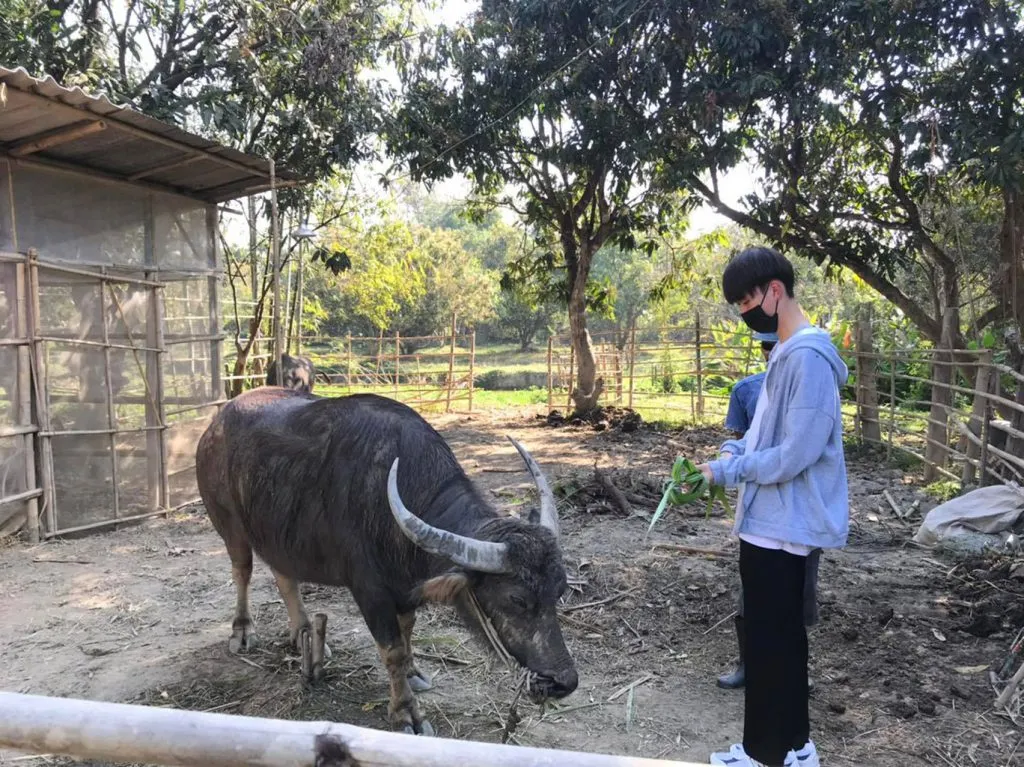 A student feeding fresh grass to a buffalo / เด็กนักเรียนกำลังป้อนหญ้าให้ควาย