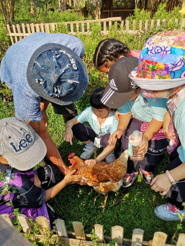 Hands feeding a chicken during a school field trip / มือเด็กกำลังป้อนอาหารไก่ในกิจกรรมทัศนศึกษา