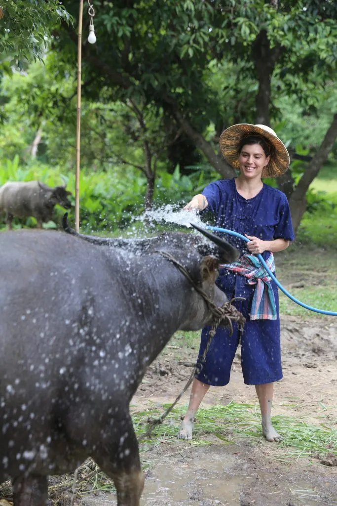 Rice planting & buffalo bathing / ดำนาและอาบน้ำควาย