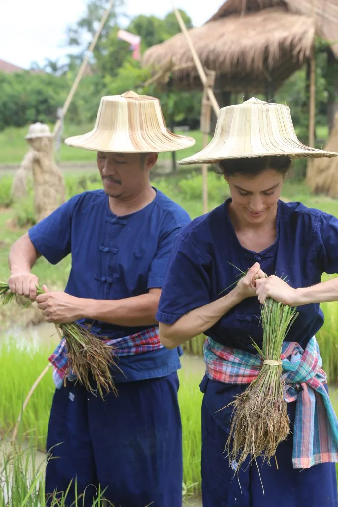 Rice planting & buffalo bathing / ดำนาและอาบน้ำควาย