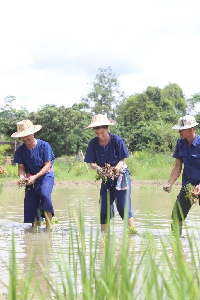 Rice planting & buffalo bathing / ดำนาและอาบน้ำควาย