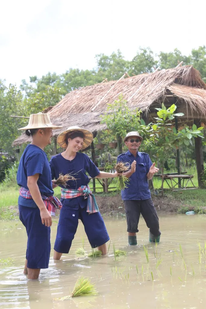 Rice planting & buffalo bathing / ดำนาและอาบน้ำควาย