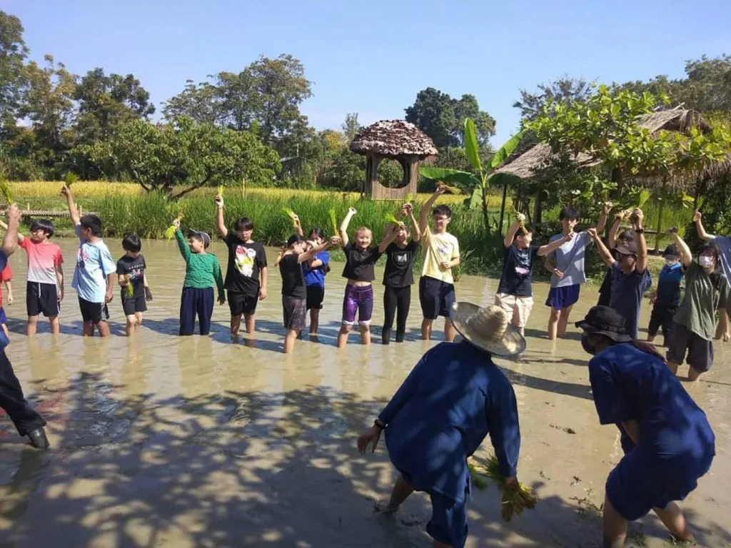 A group of students learning together in the rice paddy / กลุ่มเด็กนักเรียนเรียนรู้ร่วมกันในแปลงนา