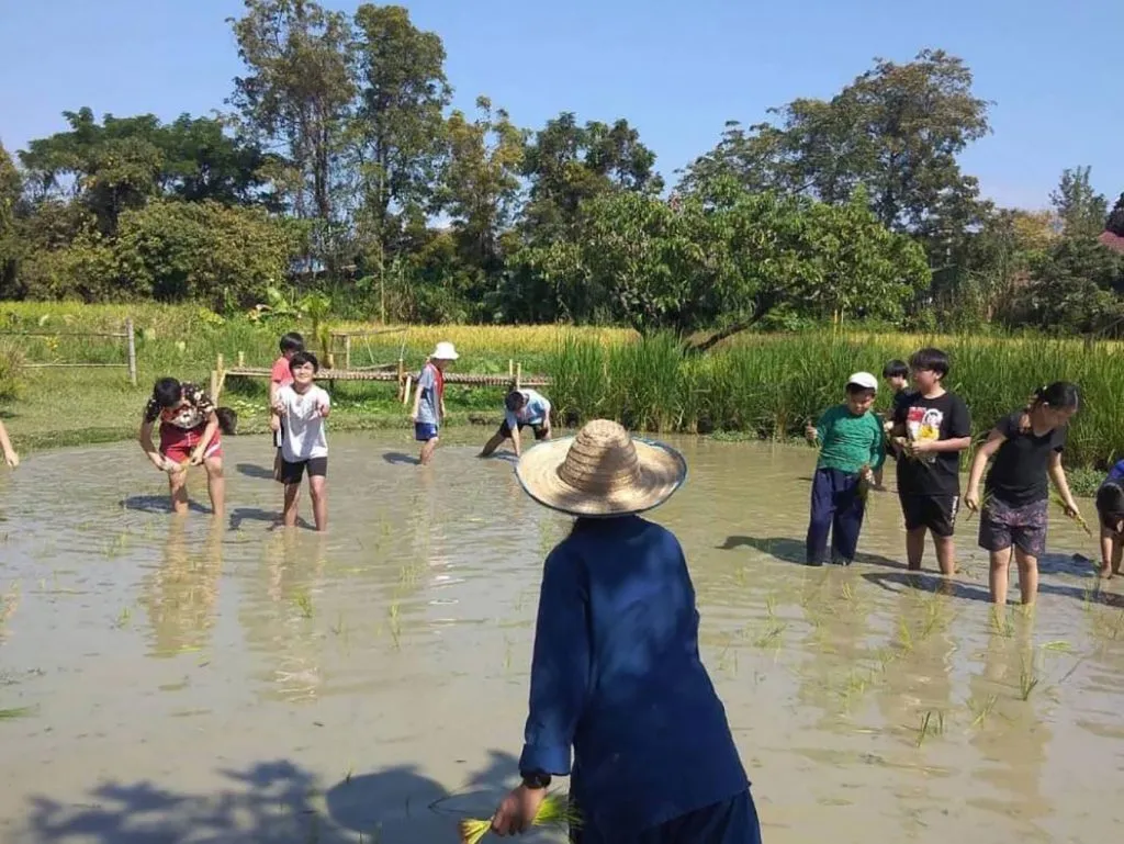 Students planting rice together in the paddy / เด็กนักเรียนหลายคนกำลังลงมือดำนา