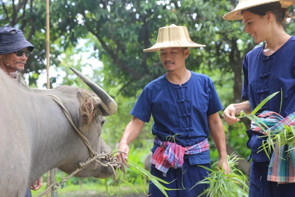Rice planting & buffalo bathing / ดำนาและอาบน้ำควาย