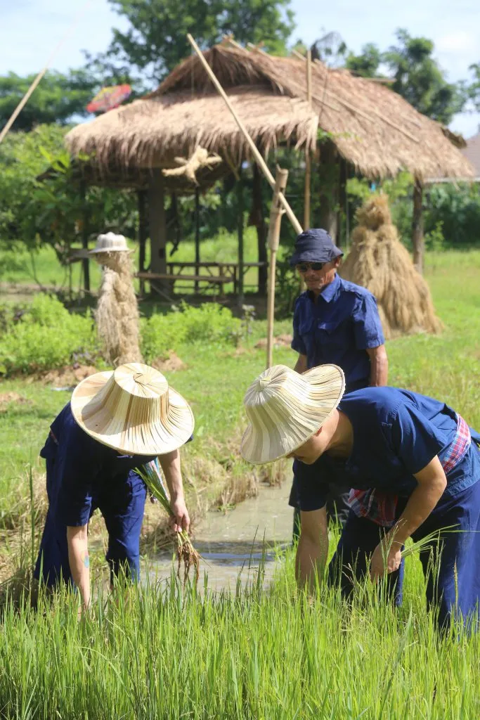 Rice planting & buffalo bathing / ดำนาและอาบน้ำควาย